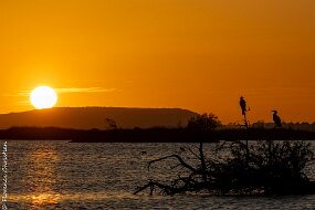 soleil couchant cormorans