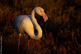 Flamant-2
