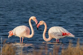Flamants roses
