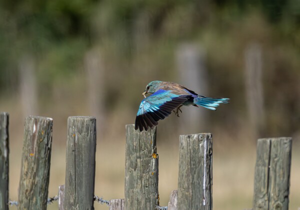 Camargue Sur les routes de Camargue