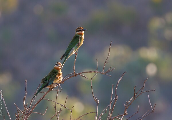 Madagascar Quelques oiseaux de Madagascar