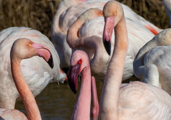 Réserve de Pont de Gau En pleine Camargue, une très belle réserve naturelle