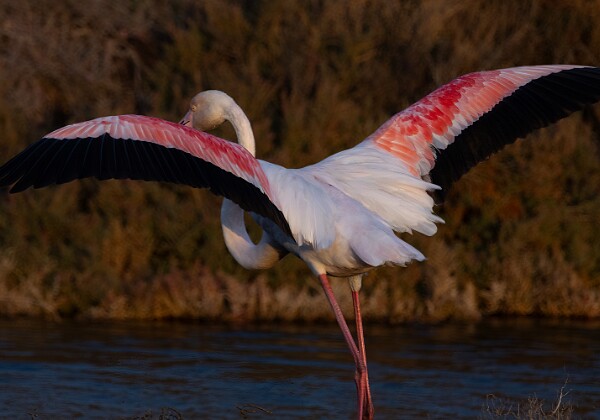Vieux salin d'Hyères Réserve du Var