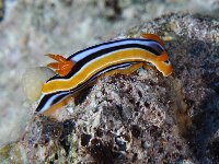 Nudibranche