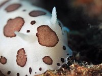 Nudi