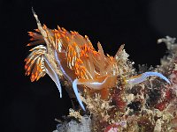 Nudi