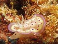 Nudibranches