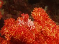 crabe corail