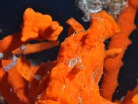 frogfish orange