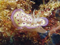 nudi