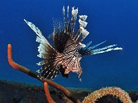 Pterois