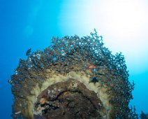 Corail feu couronne