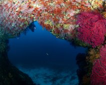 Imperial de terre grotte a corail rouge - copie