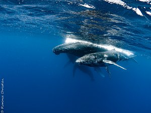 La Réunion, saison 3 Cette fois-ci, nous comptions bien voir les baleines !