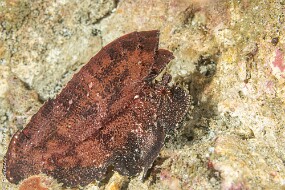 Poisson feuille Marron