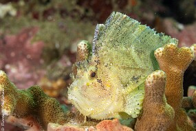 Poisson feuille jaune