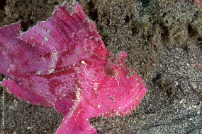 Poisson feuille rose