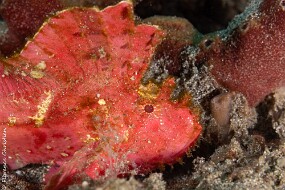 Poisson feuille rouge orange