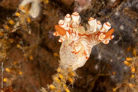 Bornella cf. adamsii