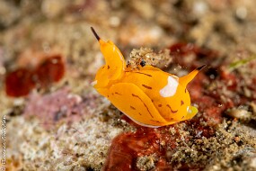 Siphopteron tigrinum