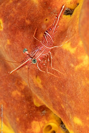 crevette rouge