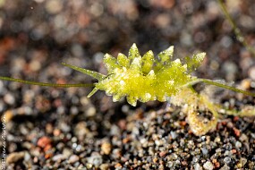 nudi-2