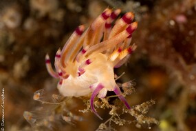nudi