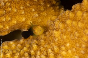 poisson corail