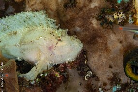 poisson feuille