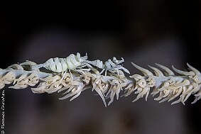 Double crevette