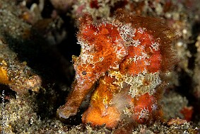 Hippocampe-2