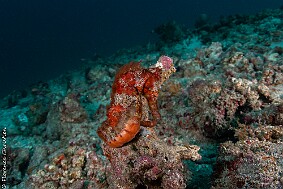 Hippocampe