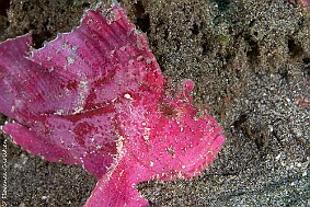 Poisson feuille rose