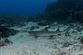 Requin