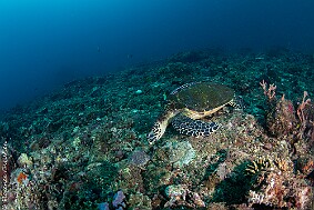 Tortue