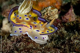 nudi-2