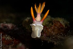 nudi