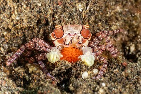 Crabe boxeus oeufs