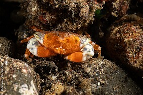 Crabe