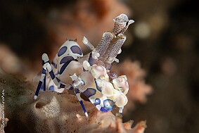 Crevette arlequin