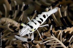 Crevette crinoide