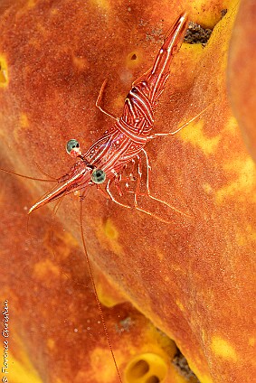 crevette rouge