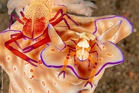 crevettes empereur sur nudi-2