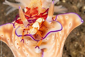 crevettes empereur sur nudi