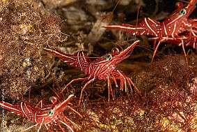 crevettes rouges