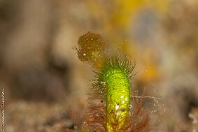 hairy shrimp vert-2