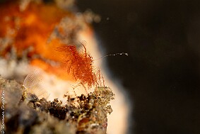 hairy shrimp-1