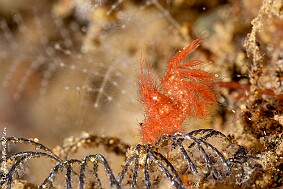 hairy shrimp-4