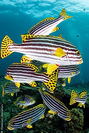 Gaterins