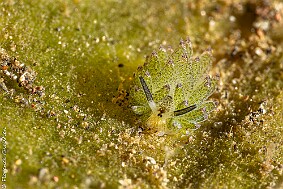Costasiella Kuroshimae 4